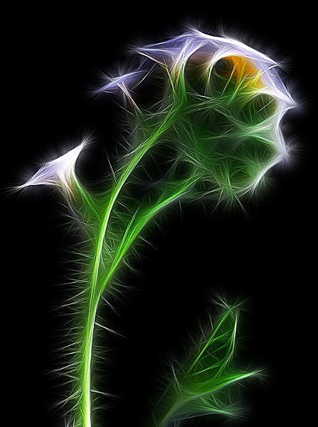170 - dream flower - CHALKIADAKIS KOSTAS - greece.jpg
